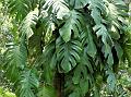Perforated Philodendron